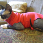 Cat Sweater From Hoodie How To Make Pet Clothes Sewing On Cut Out