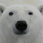 Polar Bear Enthusiast Announces Award Winning Web Site